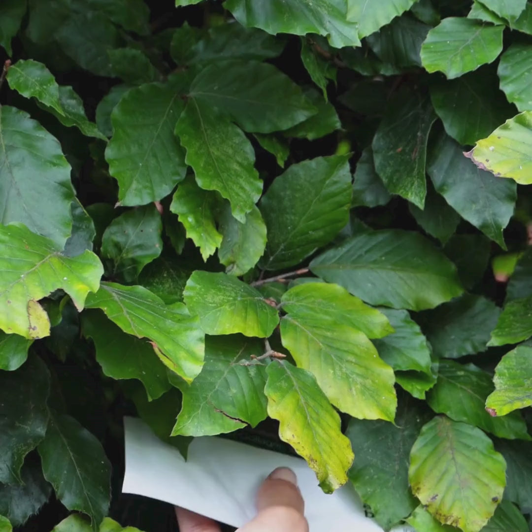 Video, der viser en kvinde påføre vores pink Collagen + Vitamin B12 Ansigtsmaske.