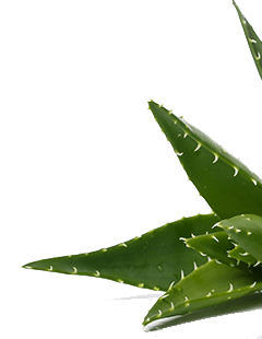 aloe vera plante
