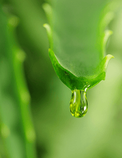 aloe vera 