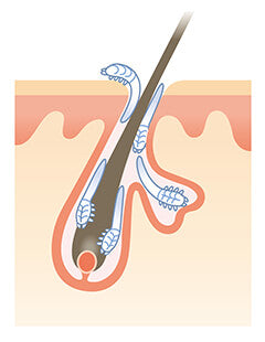 demodex/hårsækmider