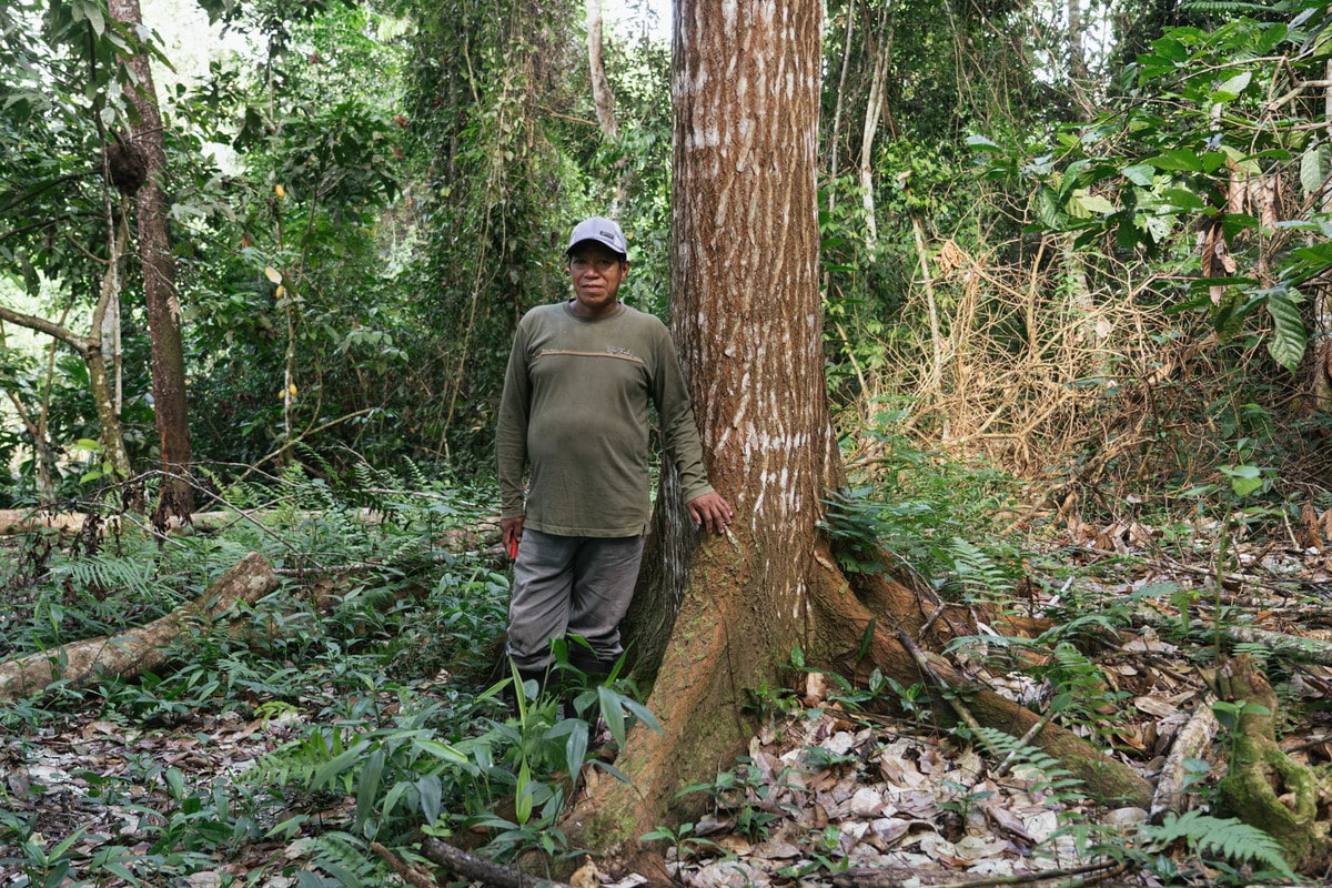 Beboer i regnskoven sammen med et stort træ