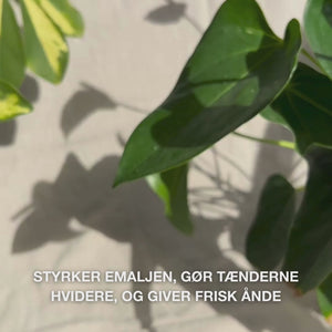 Close-up af en hånd, der presser en ærtstor mængde Whitening Tandpasta ud på en tandbørste og børster nænsomt i cirkulære bevægelser: den sarte pasta, der indeholder hydreret silica, alumina og menthol, fjerner effektivt misfarvninger, styrker emaljen og efterlader frisk ånde 