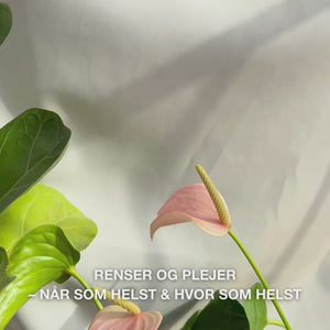 Close-up af en hånd, der folder en blød, fugtig ansigtsserviet med tea tree olie ud og tørrer den blidt hen over huden for at fjerne makeup, overskydende talg og urenheder — serviettens bløde tekstur og forfriskende, beroligende effekt for sensitiv til fedtet hud vises tydeligt.